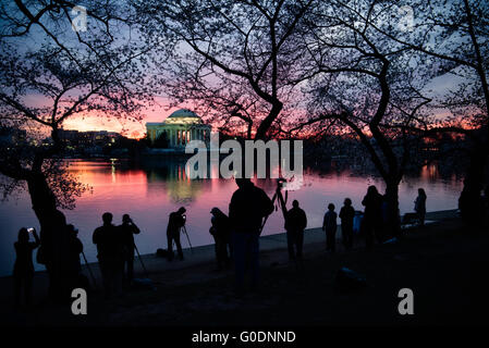 WASHINGTON DC - alberi di ciliegio sagomati e fotografi fiancheggiano il bacino delle maree all'alba. Dall'altra parte dell'acqua, il Jefferson Memorial illuminato si riflette nell'acqua. Gli alberi in fiore, un dono del Giappone nel 1912, sono il fulcro dell'annuale Festival nazionale della fioritura dei ciliegi. Foto Stock