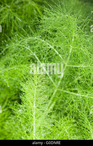 Bella feathery le foglie verdi del finocchio. sfondo astratto Foto Stock