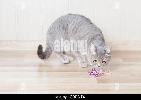 Striato grigio cat Stith su pavimento di legno e guarda a prua Foto Stock