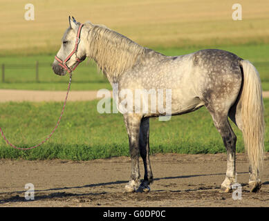 Bella Meren completo grigio razza Orlov Trotter. Foto Stock