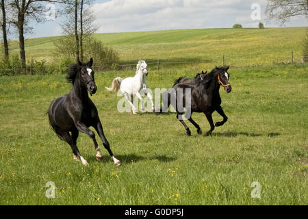 Cavalli correre liberi su pascolo Foto Stock