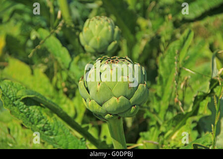 Campo con carciofi (Cynara cardunculus) Foto Stock