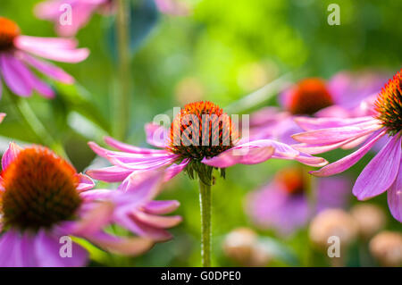 Bellezza Summergarden Foto Stock