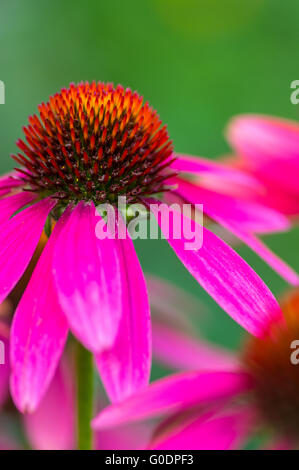 Bellezza Summergarden Foto Stock