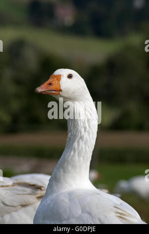 Goose correndo libero al di fuori Foto Stock