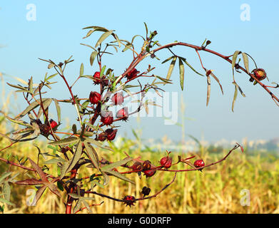 Hibiscus sabdariffa, usato per fare il tè di ibisco Foto Stock