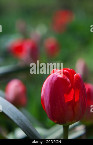 Red tulip sullo sfondo campo di tulipani in una bella giornata di primavera. close-up Foto Stock