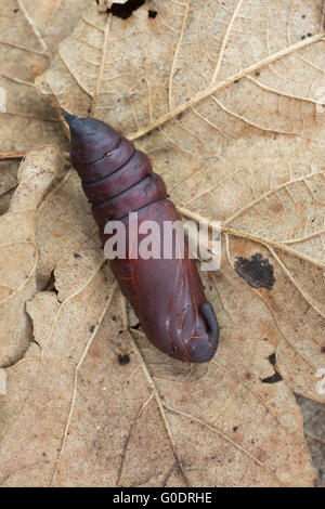 Ligustro Hawk Moth; Sphinx ligustri singolo Pupa Cornwall, Regno Unito Foto Stock