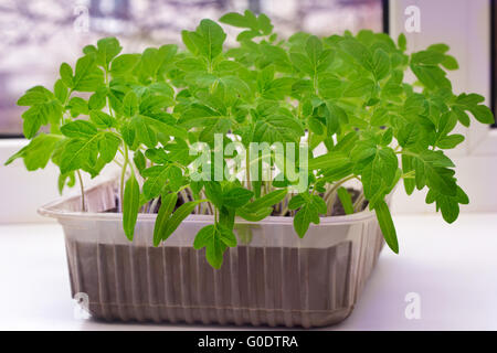 Giovani piantine di pomodoro nel recipiente con il g Foto Stock