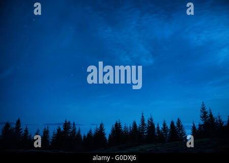 Foresta di pini sotto blu scuro cielo notturno Foto Stock