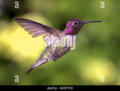 Hummingbird in volo Foto Stock