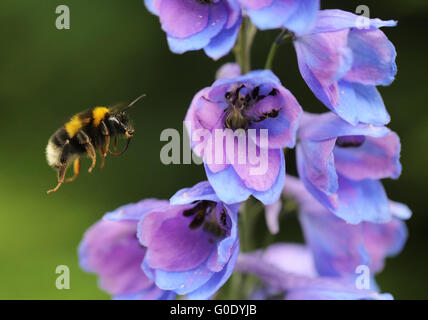 Bombo Foto Stock