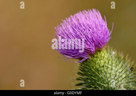 Cardo di Maria Foto Stock