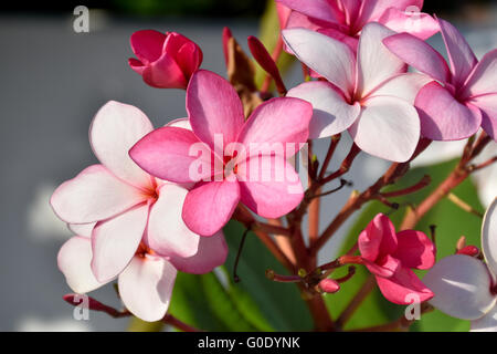 Plumeria fiori in Acapulco, Messico Foto Stock