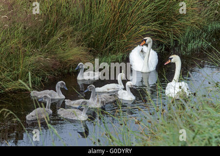 Cigno famiglia rovistando in un flusso Foto Stock