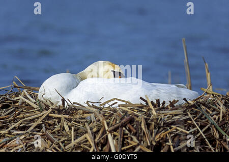 Cigno femmina razze di uccelli sul suo nido di uova Foto Stock