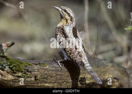 Eurasian spasmodico uccello adulto in primavera Foto Stock