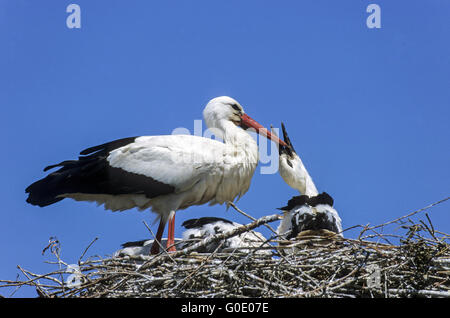 Cicogna bianca uccello adulto alimenta un giovane uccello Foto Stock