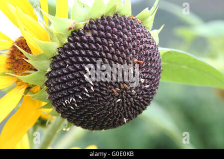 Primo piano della testa di girasole andato alle sementi, con molti nero semi di girasole Foto Stock