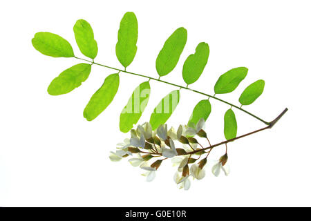Robinia/ Falso Acacia (Robinia pseudoacacia) Foto Stock