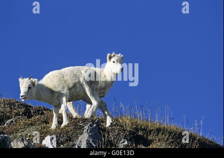 Dall pecore agnelli di fronte blu cielo Foto Stock