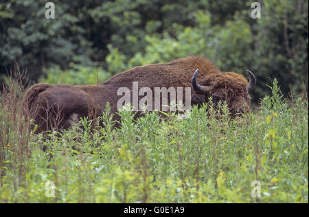 Il bisonte europeo bull sorge in una radura della foresta Foto Stock