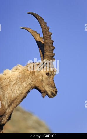 Ritratto di un Alpine Ibex buck Foto Stock