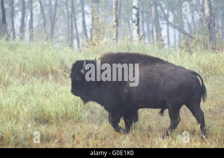 Il bisonte americano bull nella nebbia mattutina Foto Stock