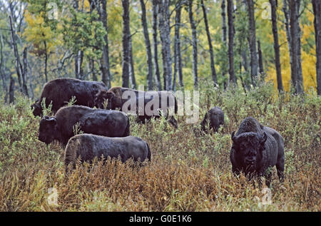 Il bisonte americano bull, vacche e vitelli Foto Stock