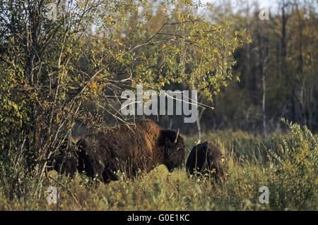 Legno Bison bull nella luce del tramonto Foto Stock