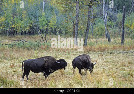 Il bisonte americano bull test ricettività da una mucca Foto Stock