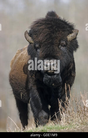 Il bisonte americano bull sorge nella prateria Foto Stock