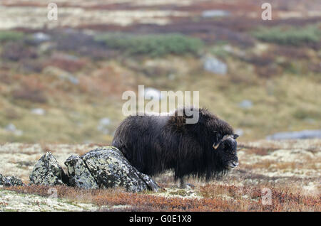 Muskox femmina graffi stessi su una roccia Foto Stock