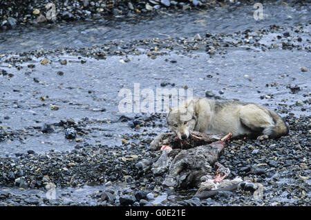 Lupo alimenta in un Caribou kill Foto Stock