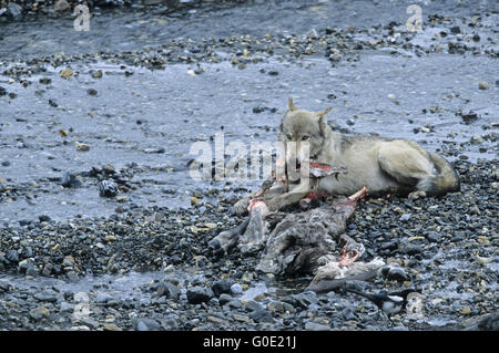 Lupo alimenta in un Caribou kill Foto Stock