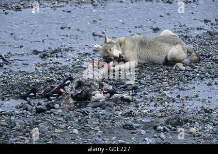 Lupo alimenta in un Caribou kill Foto Stock