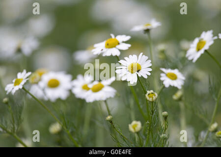 Mare Mayweed ha foglie carnose Foto Stock