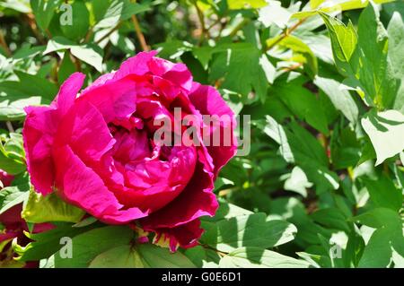 Struttura rosa peonia fiore sulla boccola Foto Stock