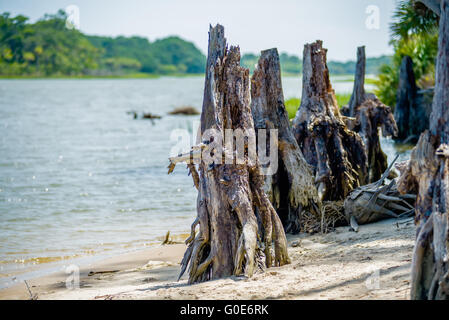 Scene di natura intorno a caccia island Carolina del Sud Foto Stock