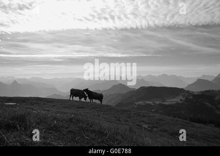 Due mucche sulla sommità del Monte Rigi Foto Stock