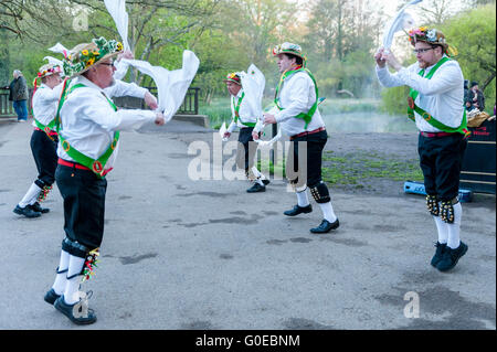 Watford, Regno Unito. 1 maggio 2016. Il Woodside Morris uomini eseguono un tradizionale Morris Dance in Cassiobury Park, Watford nel nord ovest di Londra, all alba per celebrare il giorno di maggio e la venuta di estate in rituali che risalgono a centinaia di anni. La tradizione vuole che il rituale di ballare in questo momento offre un caldo e fertile estate. Portando i bastoni e i fazzoletti da naso o da taschino di purificare l'aria e per il risveglio della terra, i ballerini sono accompagnati da musicisti che suonano strumenti tradizionali. Credito: Stephen Chung / Alamy Live News Foto Stock