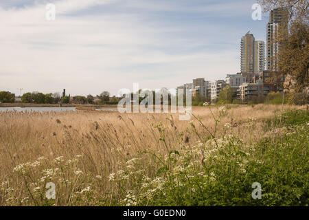 Londra REGNO UNITO DAL 01 MAGGIO 2016. Woodberry Zone Umide riserva naturale apre al pubblico. Aperto per l'accesso illimitato per la prima volta nella sua duecento anni di storia, Woodberry zone umide è una vasta oasi faunistica vicino a Finsbury Park nel quartiere di Hackney. Spanning 11 ettari, questo progetto a lungo termine del miglioramento dell'habitat e restauro del patrimonio è situato su un tratto del fiume nuovo e travolge Stoke Newington est serbatoio. Credito: Patricia Phillips/Alamy Live News Foto Stock