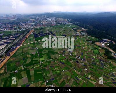 Nanning. Il 1 maggio, 2016. Foto scattata il 1 Maggio 2016 mostra le aziende agricole in Nanning, capitale del sud della Cina di Guangxi Zhuang Regione autonoma. © Huang Xiaobang/Xinhua/Alamy Live News Foto Stock