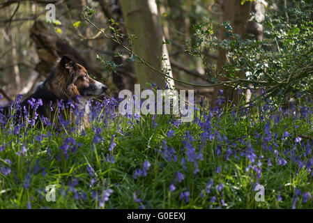 Finchampstead, Inghilterra. 1 maggio 2016. Bluebells bosco su una bella mattina di primavera con il picaro, un GSD Collie cane trasversale e la coppia di alberi decidui. Credito: Martin Pickles Alamy Live News Foto Stock