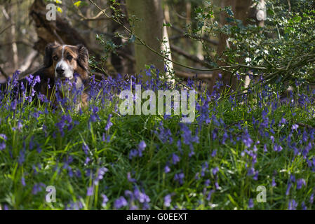 Finchampstead, Inghilterra. 1 maggio 2016. Bluebells bosco su una bella mattina di primavera con il picaro, un GSD Collie cane trasversale e la coppia di alberi decidui. Credito: Martin Pickles Alamy Live News Foto Stock