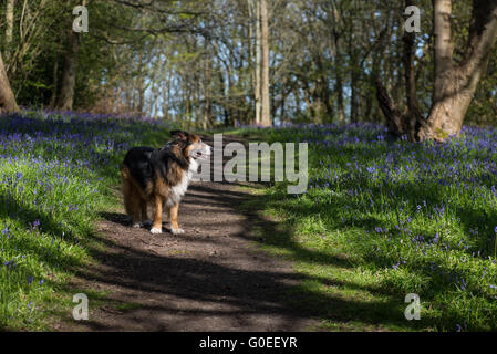 Finchampstead, Inghilterra. 1 maggio 2016. Bluebells bosco su una bella mattina di primavera con il picaro, un GSD Collie cane trasversale e la coppia di alberi decidui. Credito: Martin Pickles Alamy Live News Foto Stock