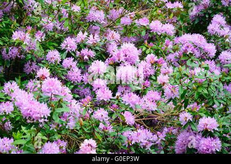 Grande gruppo di Rhodedendrons Foto Stock