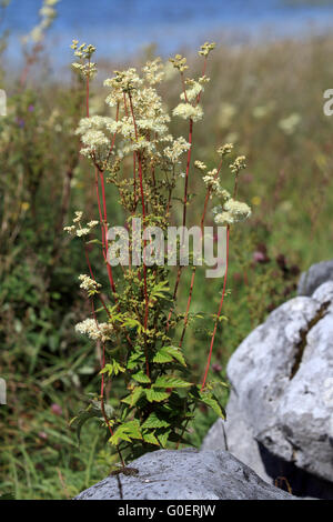 Filipendula ulmaria, Olmaria Foto Stock