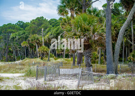 Foresta di palmetto sulla caccia Island Beach Foto Stock