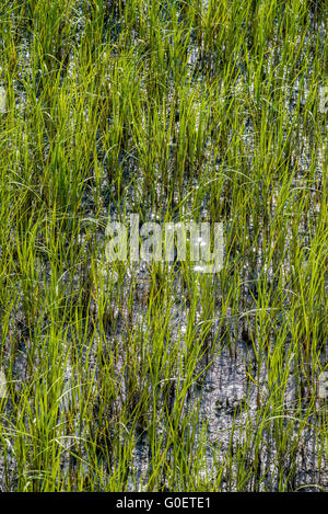 Scene di natura intorno a caccia island Carolina del Sud Foto Stock